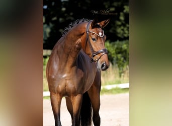 Westphalian, Mare, 3 years, 16,2 hh, Brown