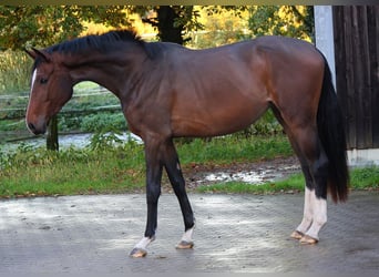 Westphalian, Mare, 3 years, 16,2 hh, Brown