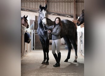 Westphalian, Mare, 3 years, 16,2 hh, Gray-Dapple