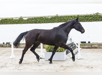 Westphalian, Mare, 3 years, 16,2 hh, Smoky-Black