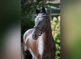 Westfale, Stute, 3 Jahre, 17,1 hh, Schwarzbrauner