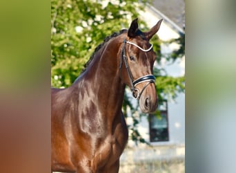 Westphalian, Mare, 3 years, 17 hh, Brown