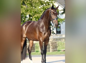 Westphalian, Mare, 3 years, 17 hh, Brown