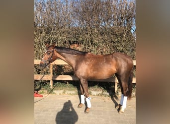 Westphalian, Mare, 3 years, 17 hh, Chestnut