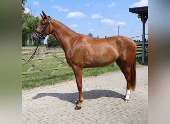 Westphalian, Mare, 3 years, 17 hh, Chestnut