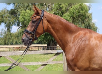 Westphalian, Mare, 3 years, 17 hh, Chestnut