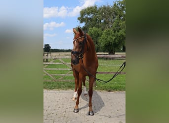 Westphalian, Mare, 3 years, 17 hh, Chestnut