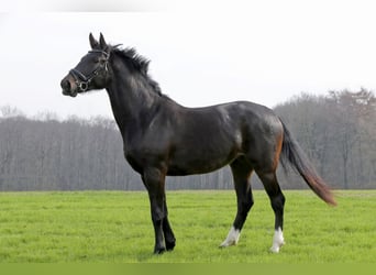 Westphalian, Mare, 3 years, 17 hh, Smoky-Black