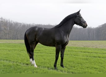 Westphalian, Mare, 3 years, 17 hh, Smoky-Black