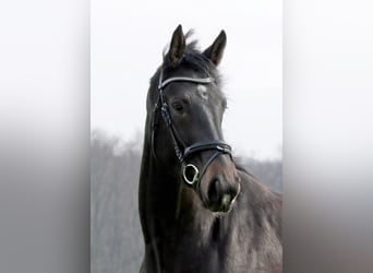 Westphalian, Mare, 3 years, 17 hh, Smoky-Black