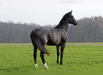 Westphalian, Mare, 3 years, 17 hh, Smoky-Black