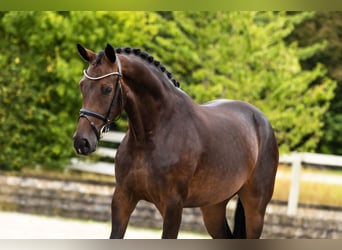 Westphalian, Mare, 3 years, Bay-Dark