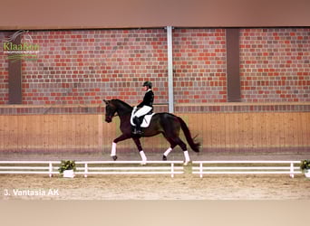 Westphalian, Mare, 3 years, Bay-Dark