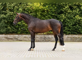 Westphalian, Mare, 3 years, Bay-Dark