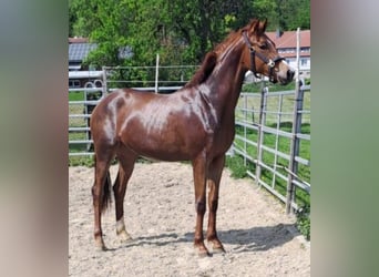 Westphalian, Mare, 3 years, Chestnut-Red