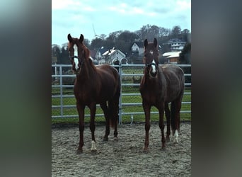 Westphalian, Mare, 3 years, Chestnut-Red