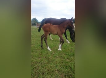Westphalian, Mare, 3 years, Gray