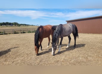 Westphalian, Mare, 3 years, Gray