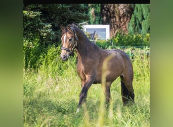Westphalian, Mare, 4 years, 14.1 hh, Buckskin