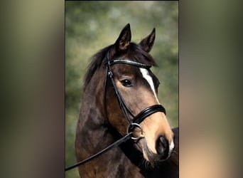 Westphalian, Mare, 4 years, 14,1 hh, Buckskin