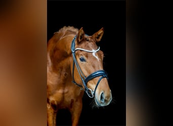 Westphalian, Mare, 4 years, 15.1 hh, Chestnut-Red
