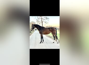 Westphalian, Mare, 4 years, 15,2 hh, Bay-Dark