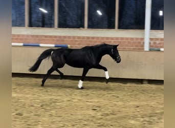 Westphalian, Mare, 4 years, 15.2 hh, Black