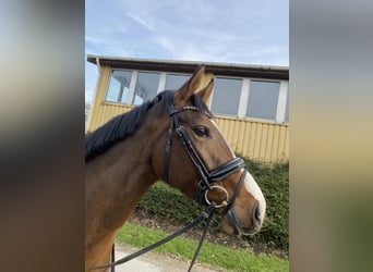 Westphalian, Mare, 4 years, 15,2 hh, Brown