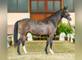 Westphalian, Mare, 4 years, 15,2 hh, Brown