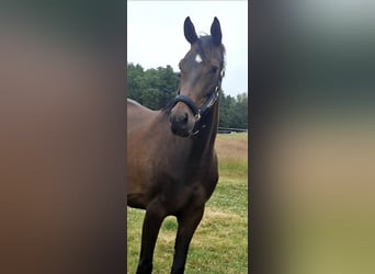Westphalian, Mare, 4 years, 15.2 hh, Brown