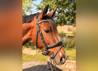 Westphalian, Mare, 4 years, 15.2 hh, Brown