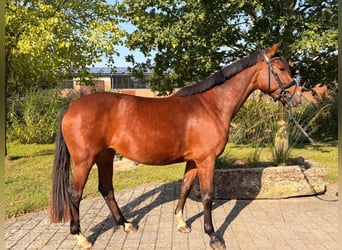 Westphalian, Mare, 4 years, 15.2 hh, Brown