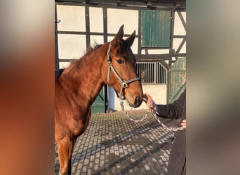 Westphalian, Mare, 4 years, 15,2 hh, Brown