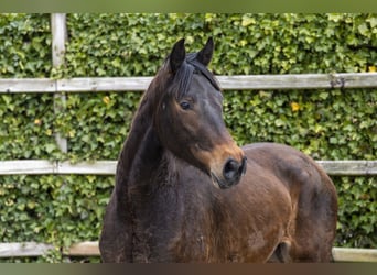 Westphalian, Mare, 4 years, 15.2 hh, Brown