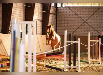 Westphalian, Mare, 4 years, 15.2 hh, Chestnut-Red