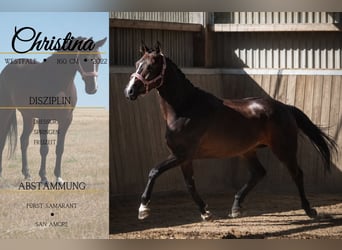 Westphalian, Mare, 4 years, 15.2 hh, Smoky-Black