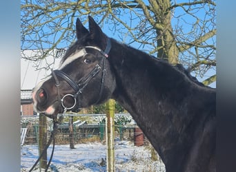 Westphalian, Mare, 4 years, 15.3 hh, Black