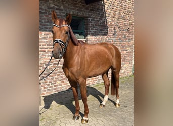 Westphalian, Mare, 4 years, 15.3 hh, Chestnut-Red