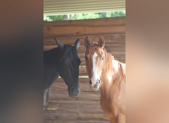 Westphalian, Mare, 4 years, 15,3 hh, Chestnut-Red