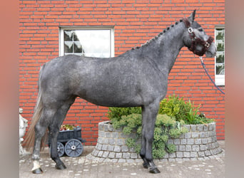 Westphalian, Mare, 4 years, 15.3 hh