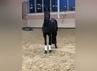 Westphalian, Mare, 4 years, 15,2 hh, Black
