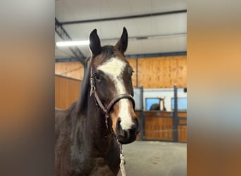 Westphalian, Mare, 4 years, 15,2 hh, Brown