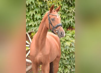 Westphalian, Mare, 4 years, 15,2 hh, Chestnut-Red
