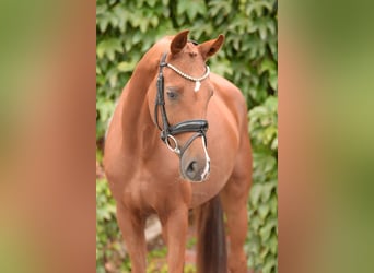 Westphalian, Mare, 4 years, 15,2 hh, Chestnut-Red