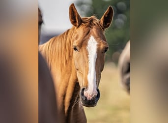 Westphalian, Mare, 4 years, 15,2 hh, Chestnut-Red