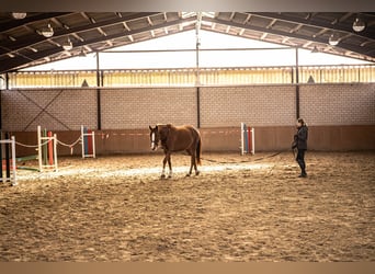Westphalian, Mare, 4 years, 15,2 hh, Chestnut-Red