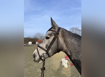Westphalian, Mare, 4 years, 15,2 hh, Grey-Dapple
