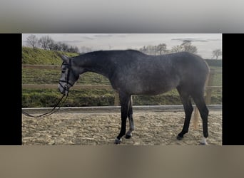 Westphalian, Mare, 4 years, 15,2 hh, Grey-Dapple