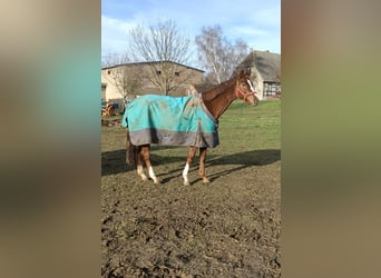 Westphalian, Mare, 4 years, 15,3 hh, Chestnut