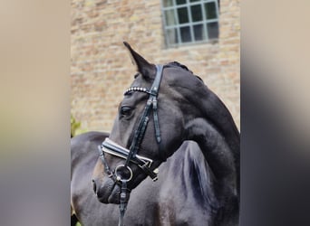 Westphalian, Mare, 4 years, 15,3 hh, Smoky-Black